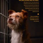 Pet Food Adoption Stories and Testimonials: 2025 Outlook