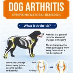 Pet Arthritis and Joint Pain: 2025 VS Traditional Treatments