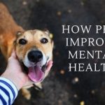 Pet Mental Health Therapy: An Expanding Frontier in 2025