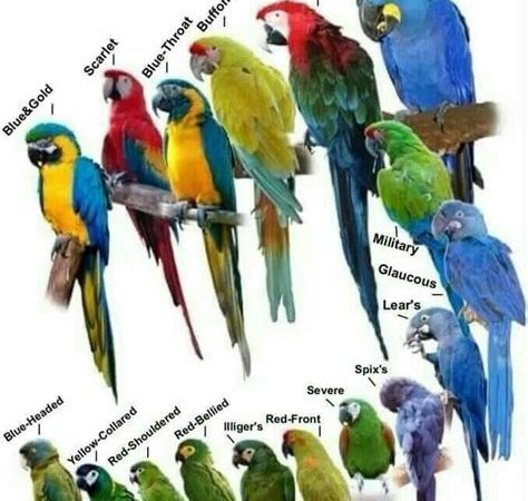 Birds of a Feather: 2025’s Top Bird Breeds VS Wild